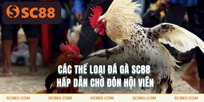 Các thể loại đá gà SC88 hấp dẫn chờ đón hội viên